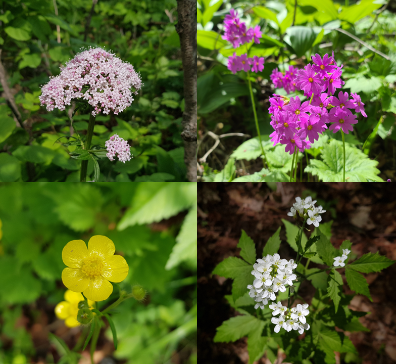 Gombaeryung, Gangwon-do, South Korea, wildflowers Gombaeryung, Gangwon-do, South Korea, wildflowers
